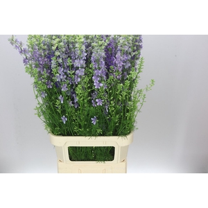 Delph Aj Violet Lilac