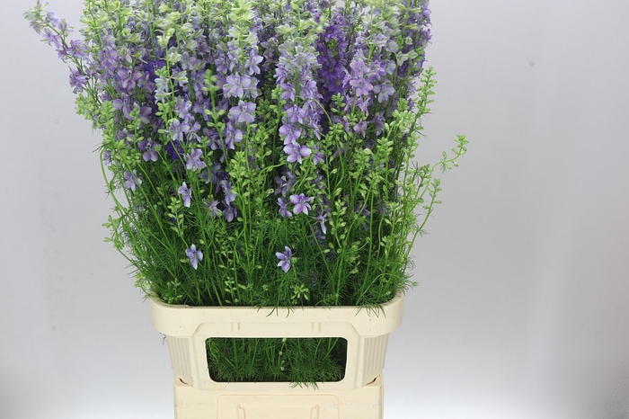 <h4>Delph Aj Violet Lilac</h4>