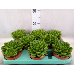Echeveria   ...