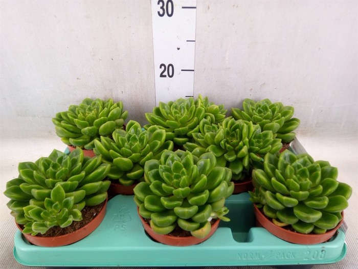 <h4>Echeveria   ...</h4>
