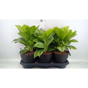 Aglaonema  'Lemon Mint'