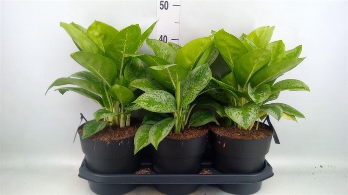 <h4>Aglaonema  'Lemon Mint'</h4>
