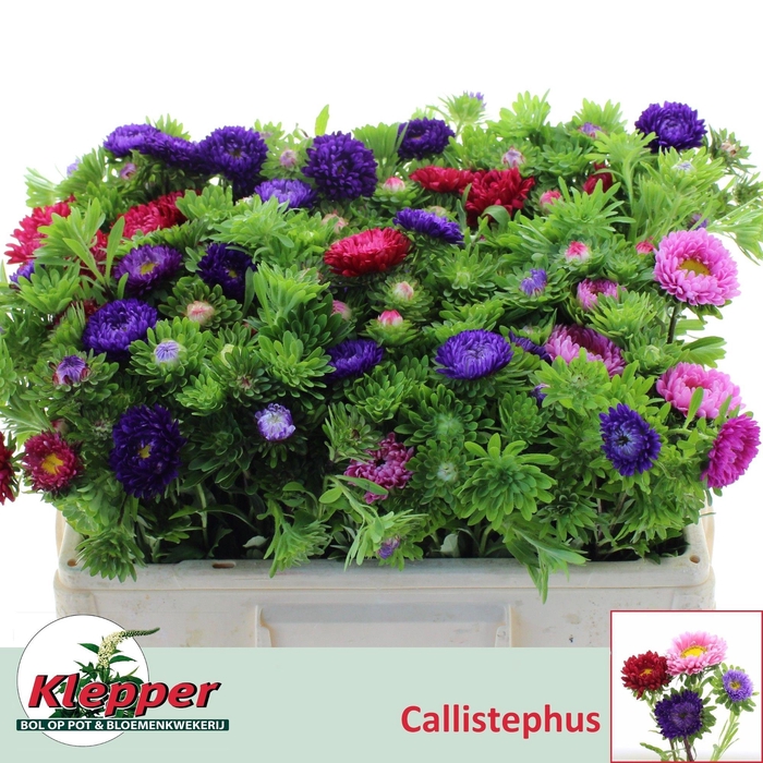 <h4>Callis Per Bos</h4>