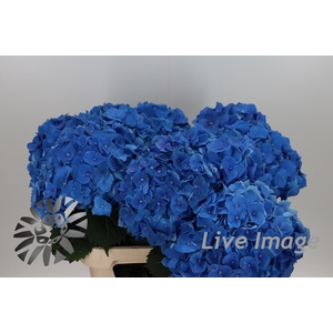 Hydrangea bela blue