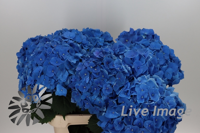 <h4>Hydrangea bela blue</h4>