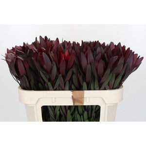LEUCADENDRON 'Safari Sunset'