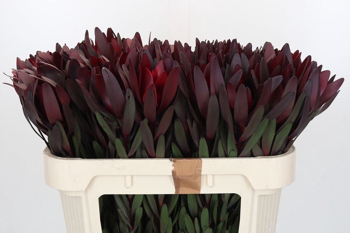<h4>LEUCADENDRON 'Safari Sunset'</h4>