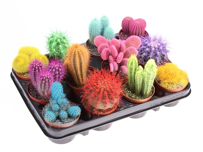 arr8 Cactus Rainbow