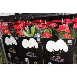 ANTHURIUM MICHIGAN P17 PREMIUM