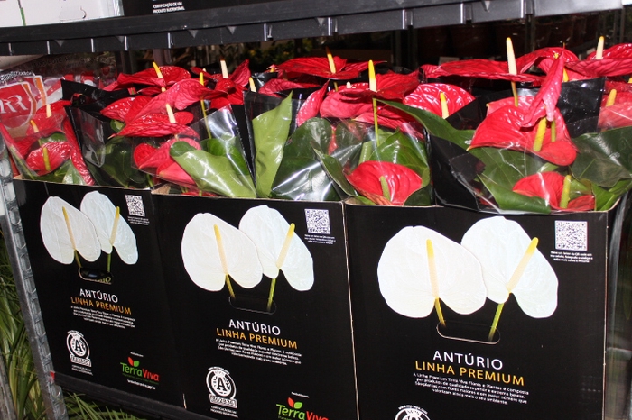 ANTHURIUM MICHIGAN P17 PREMIUM
