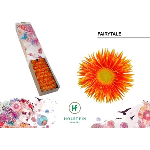 Germini Spider Fairytale Half doos