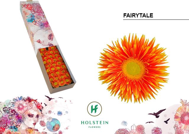 <h4>Germini Spider Fairytale Half doos</h4>