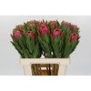 Protea Brenda