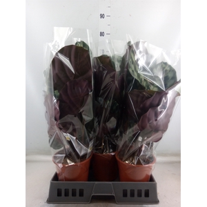 Calathea   ...