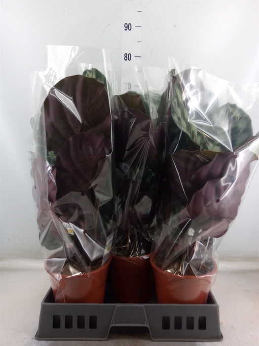<h4>Calathea   ...</h4>