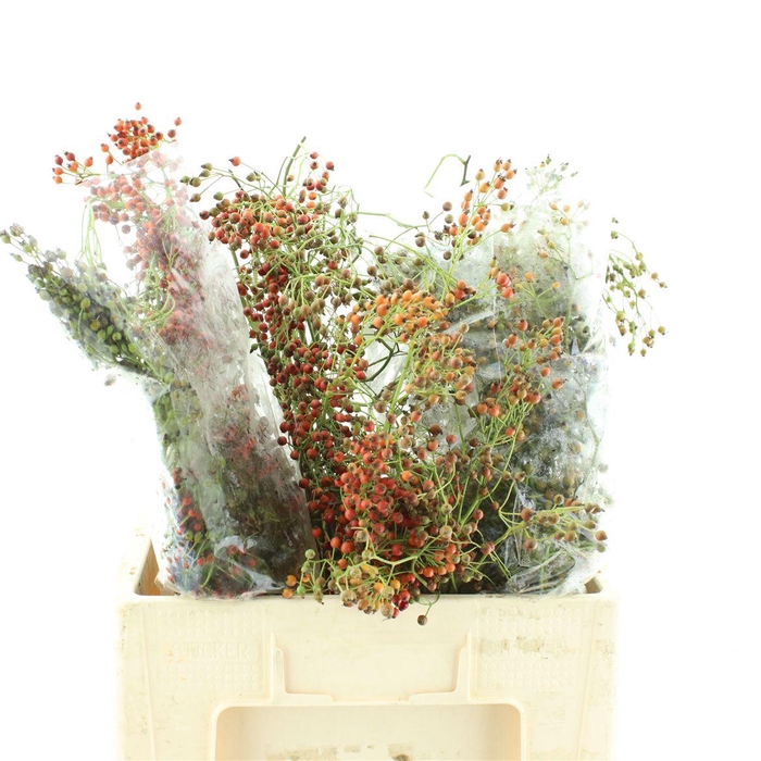 <h4>Rosa Corallo Green Orange</h4>