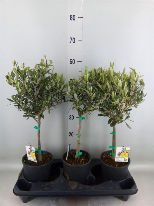 <h4>Olea europaea</h4>