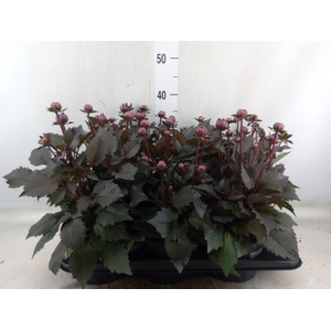 Dahlia  'Revelation Salmon Bicolor'