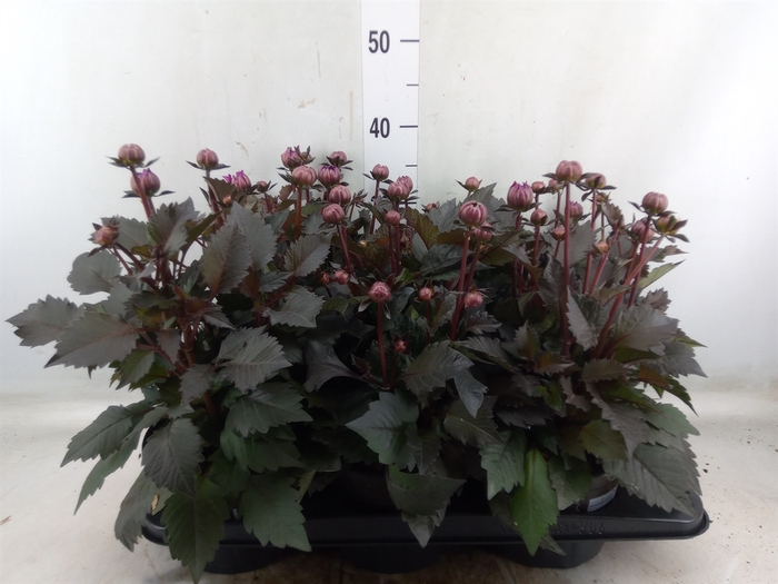 <h4>Dahlia  'Revelation Salmon Bicolor'</h4>