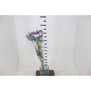 ALSTROEMERIA PLATINA 080 CM