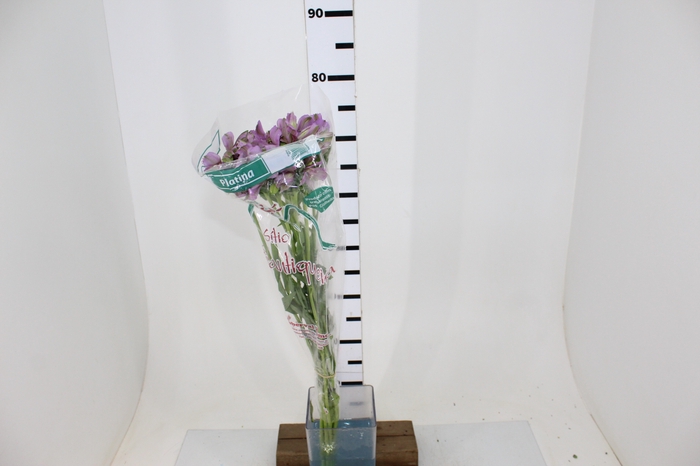 ALSTROEMERIA PLATINA 080 CM