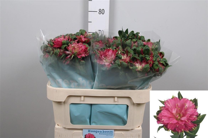 <h4>Alstr Fash Sofiena</h4>