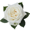 R Gr Playa Blanca White 50cm EC
