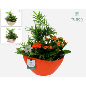 Biologisch afbreekbare schaal Medium met arrangement