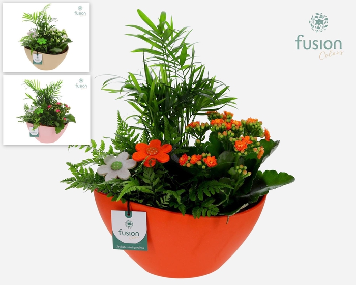 <h4>Biologisch afbreekbare schaal Medium met arrangement</h4>