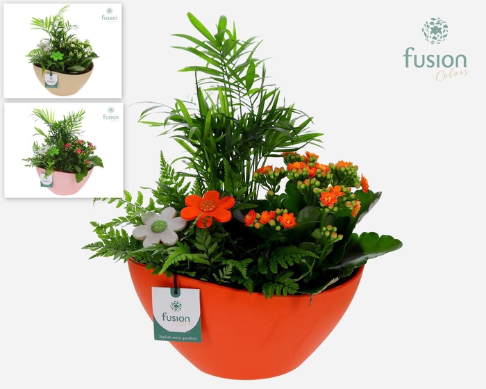 <h4>Biologisch afbreekbare schaal Medium met arrangement</h4>