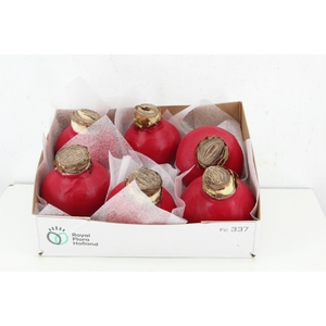 BOL HIPP WAX RED 36-38CM