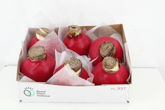 <h4>BOL HIPP WAX RED</h4>