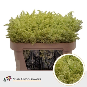 Solidago   ...colored  H%