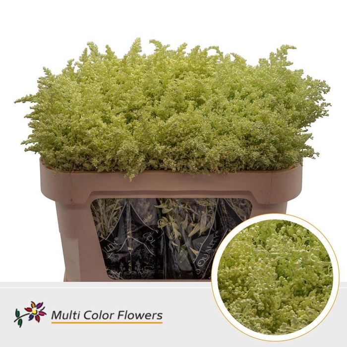 <h4>Solidago   ...colored  H%</h4>