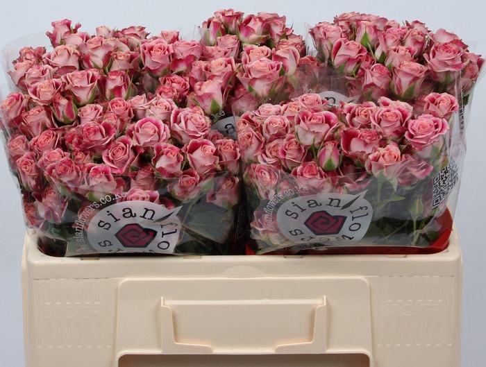 <h4>R TR FLINDERS LANE</h4>