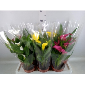 Zantedeschia   ...mix 4