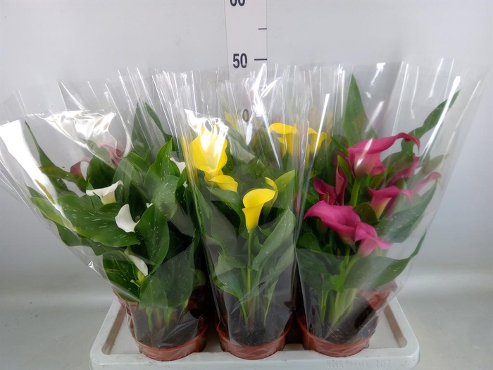 <h4>Zantedeschia   ...mix 4</h4>