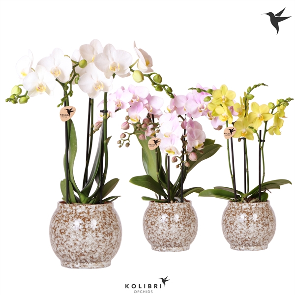 <h4>Kolibri Orchids Phalaenopsis mix 3 spike in Safari pot</h4>