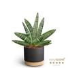 SANSEVIERIA BONCELLENSIS P10