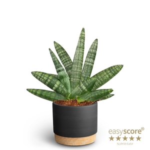 SANSEVIERIA BONCELLENSIS P10