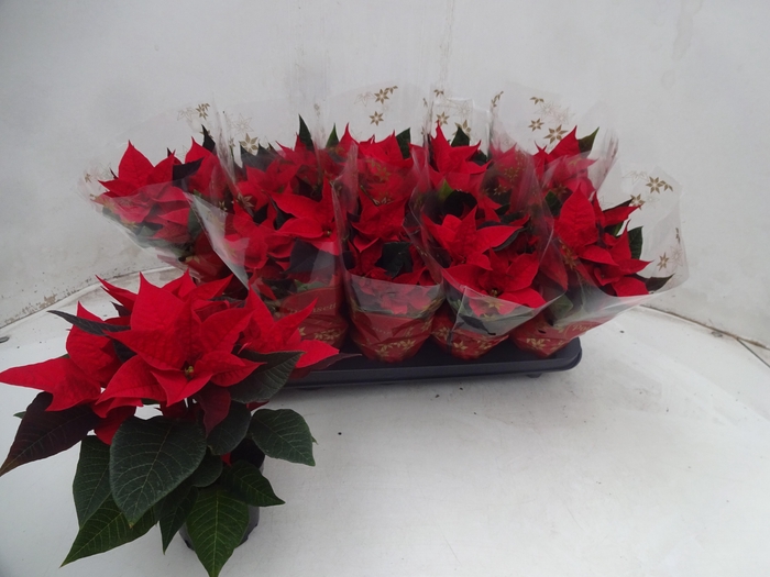 <h4>EUPHOR P CHR F RED</h4>