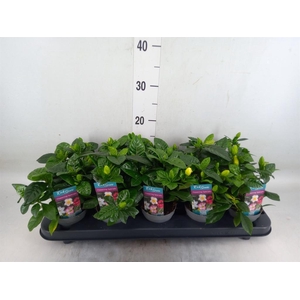 Gardenia jasminoides