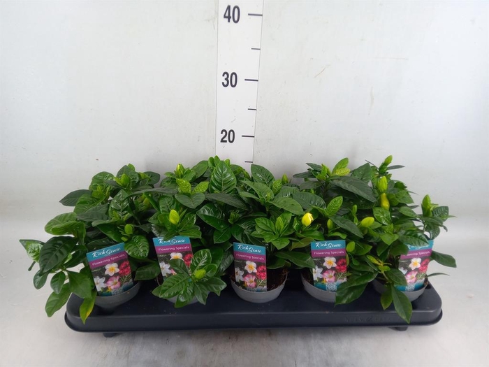 <h4>Gardenia jasminoides</h4>