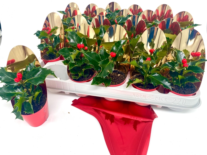 <h4>ILEX MES BLUE ANGEL</h4>