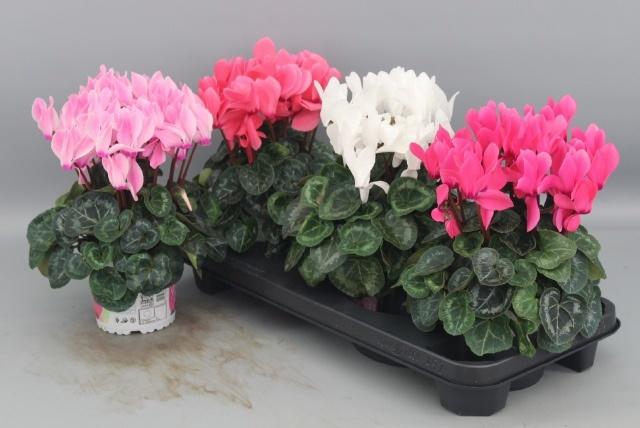 <h4>CYCL GR SUP XL</h4>