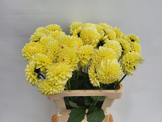 <h4>DAHL BANANA BABY</h4>