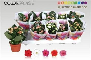 <h4>KAL GE GEM 5 KL</h4>