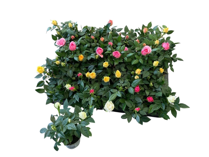 <h4>RO KORDANA GEM 4 SRT</h4>