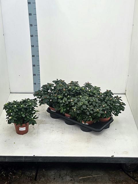 <h4>RHODO SI VOGEL GEM</h4>