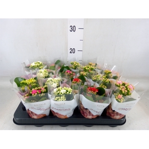 Kalanchoe blos. 'RoyalDon'   ..mix